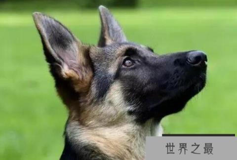 世界上活得最久的狗，布卢埃活了29岁