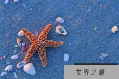 海星