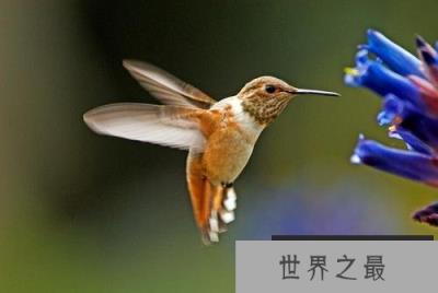 世界十大最美丽的候鸟，蜂鸟上榜