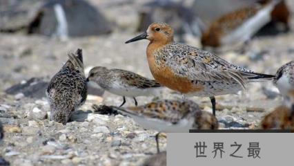 世界十大最美丽的候鸟，蜂鸟上榜