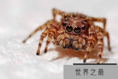 跳跃能力最强的10种动物，跳蚤第一袋鼠仅第五