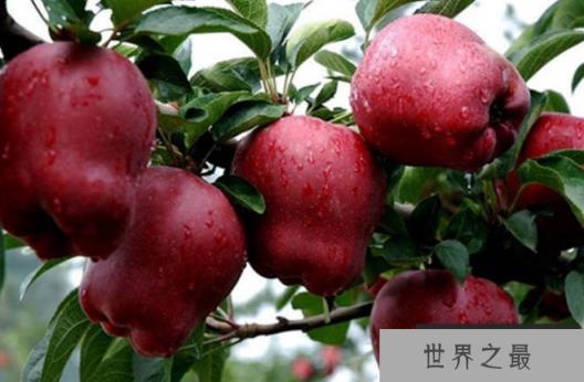 世界上最好吃的十种苹果 世界一号个头很大(味道超甜)