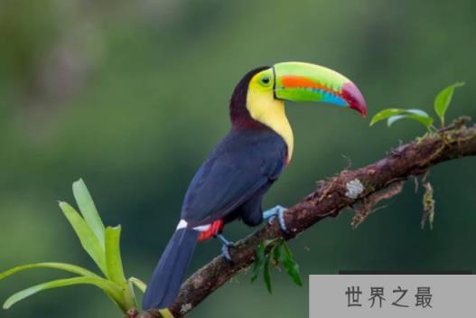 世界上最特别的十种鸟类 孔雀是百鸟之王(比较美丽)