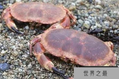 世界上最大的十大螃蟹 巨螯蟹是甲壳动物(体长三米)