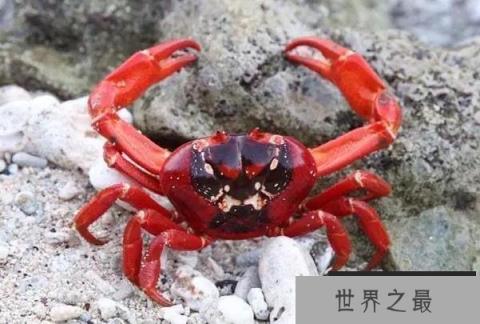 世界上最大的十大螃蟹 巨螯蟹是甲壳动物(体长三米)