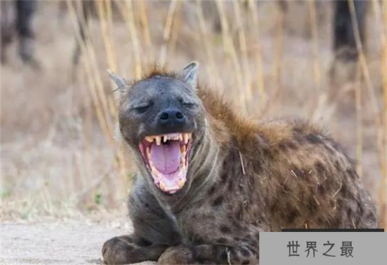 藏獒、比特犬和非洲鬣狗，谁的战斗力最强？为什么？