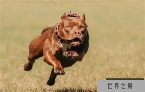 藏獒、比特犬和非洲鬣狗，谁的战斗力最强？为什么？