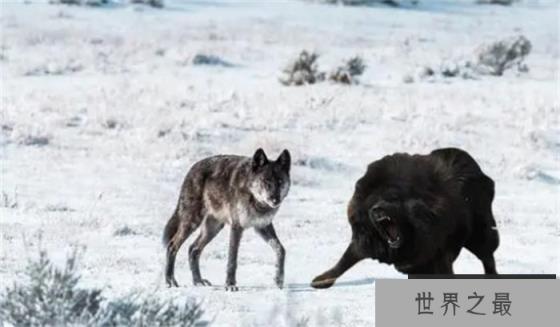 藏獒、比特犬和非洲鬣狗，谁的战斗力最强？为什么？