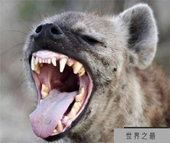 藏獒、比特犬和非洲鬣狗，谁的战斗力最强？为什么？