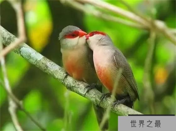 为什么说阿法六线风鸟求偶最难？看看它求偶的过程就明白了