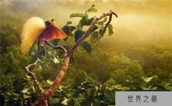 为什么说阿法六线风鸟求偶最难？看看它求偶的过程就明白了