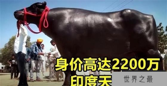 印度最嚣张的动物，至今已增长至几亿头，却不敢动它一根毫毛！