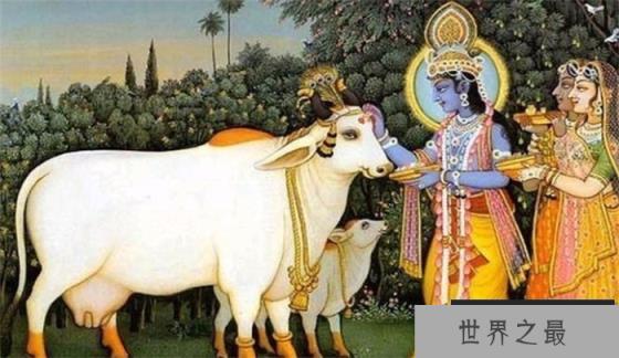 印度最嚣张的动物，至今已增长至几亿头，却不敢动它一根毫毛！