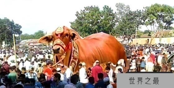 印度最嚣张的动物，至今已增长至几亿头，却不敢动它一根毫毛！