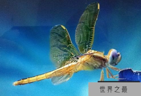 世界上飞行速度最快的昆虫 澳大利亚蜻蜓(时速39千米)