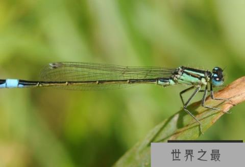 世界上飞行速度最快的昆虫 澳大利亚蜻蜓(时速39千米)