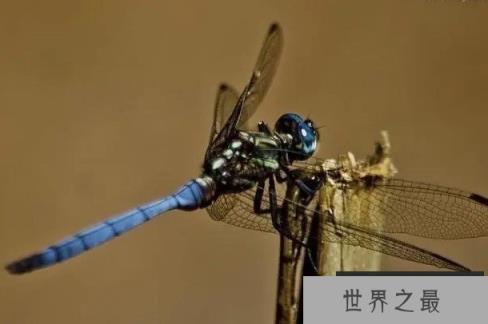 世界上飞行速度最快的昆虫 澳大利亚蜻蜓(时速39千米)