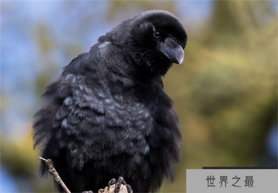 世界上最聪明的鸟渡鸦模仿发声能力强(攻击力很强)