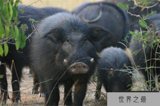 世界上最凶猛的猪巨林猪被称野猪中的战斗机(杀伤力巨大)