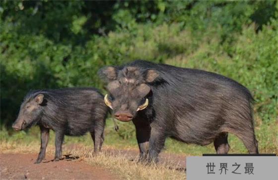 世界上最凶猛的猪巨林猪被称野猪中的战斗机(杀伤力巨大)