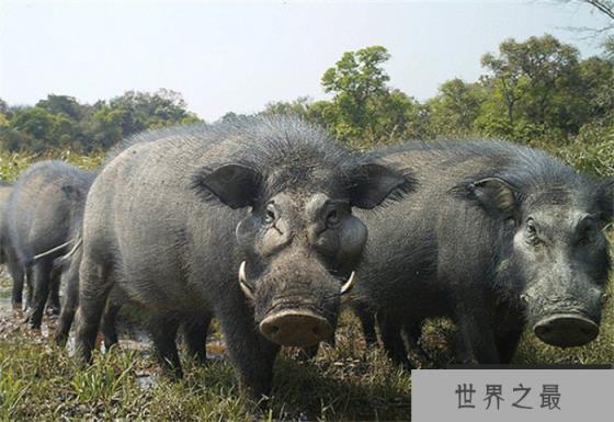世界上最凶猛的猪巨林猪被称野猪中的战斗机(杀伤力巨大)