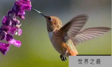 世界上最小的蜂鸟 古巴小蜂鸟体重不超过两克(岛屿侏儒症)