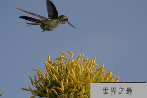 世界上最小的蜂鸟 古巴小蜂鸟体重不超过两克(岛屿侏儒症)