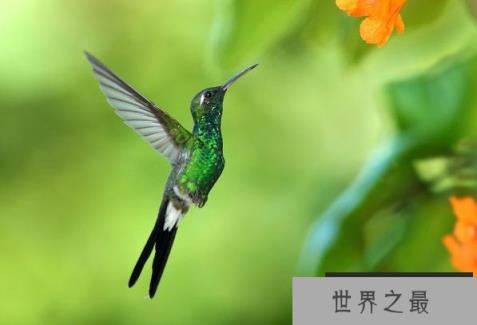 世界上最小的蜂鸟 古巴小蜂鸟体重不超过两克(岛屿侏儒症)