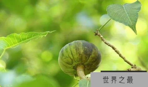 世界上最危险的树 沙盒树果实成熟后会炸开(威力比较大)