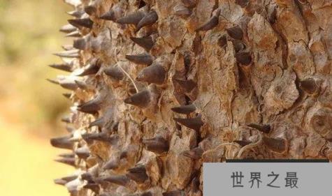 世界上最危险的树 沙盒树果实成熟后会炸开(威力比较大)