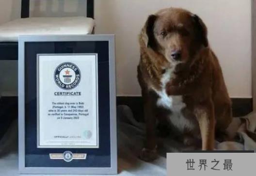世界上最长寿的狗 波比葡萄牙庆祝31岁生日(100多人参加)