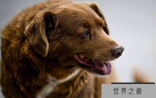世界上最长寿的狗 波比葡萄牙庆祝31岁生日(100多人参加)
