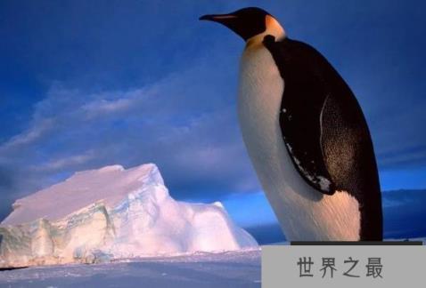 世界上最大的海鸟 南极帝企鹅身高达一米左右(比较漂亮)