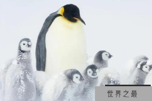 世界上最大的海鸟 南极帝企鹅身高达一米左右(比较漂亮)