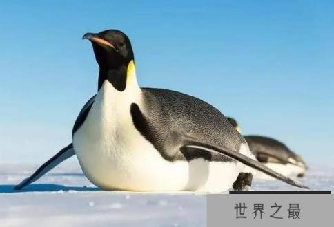 世界上最大的海鸟 南极帝企鹅身高达一米左右(比较漂亮)