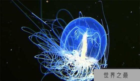 世界上最长寿的生物 深海的灯塔水母（长寿生物）