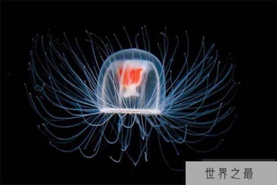 世界上最长寿的生物 深海的灯塔水母（长寿生物）
