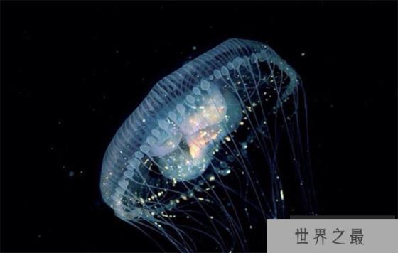 世界上最长寿的生物 深海的灯塔水母（长寿生物）