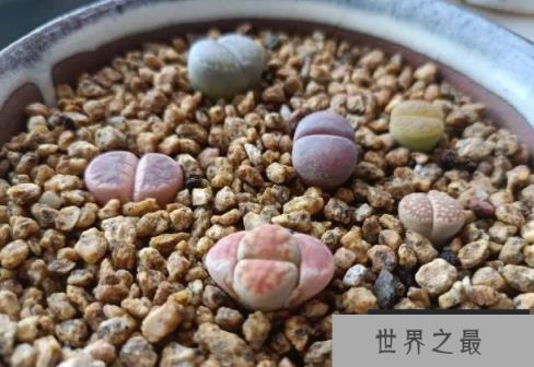 世界上价格昂贵的十种多肉植物 霓虹灯玉露(数量稀少)