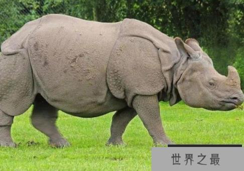 世界上十大珍稀动物 斑鳖中国一级保护动物(仅剩两只)