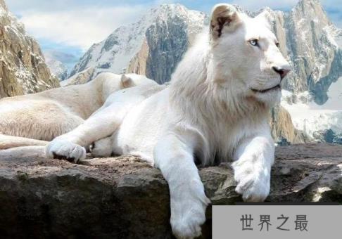 世界上十大珍稀动物 斑鳖中国一级保护动物(仅剩两只)