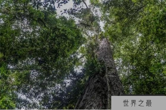 亚洲第一高树是如何被发现的 截止至今生长多少年