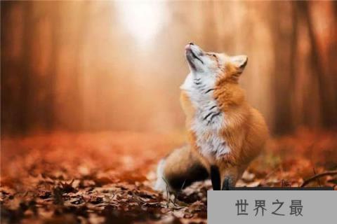 世界上最专情的动物，狐狸对配偶从一而终