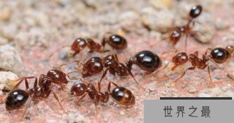 世界上最危险的蚂蚁排名，子弹蚁第一