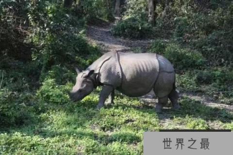 世界上最大的独角犀牛,印度犀犀角长达60厘米 世界上最大的独角犀牛,印度犀犀角长达60厘米