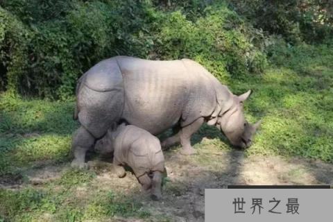 世界上最大的独角犀牛,印度犀犀角长达60厘米 世界上最大的独角犀牛,印度犀犀角长达60厘米