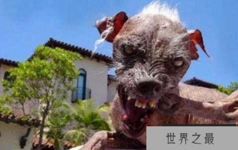 世界十大丑狗排行榜图片，丑鬼山姆名列首位