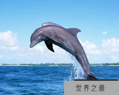 世界智商排名前十动物，海豚、大象均上榜
