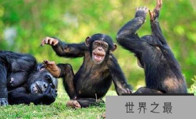 世界智商排名前十动物，海豚、大象均上榜