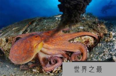 世界智商排名前十动物，海豚、大象均上榜